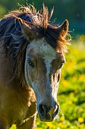 Young Horse