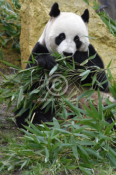 Gianta Panda