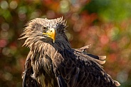 White-Tailed Eagle closeup portrait