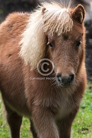 Miniture Shetland Pony close up