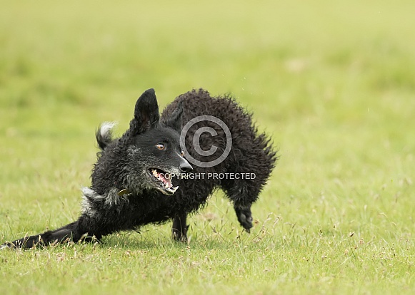Curly-Coated Border Collie Turning at Speed