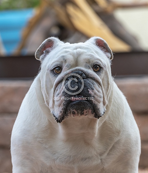 Head shot of an adult bulldog