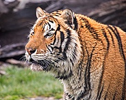 Portrait of Tiger in the Rain