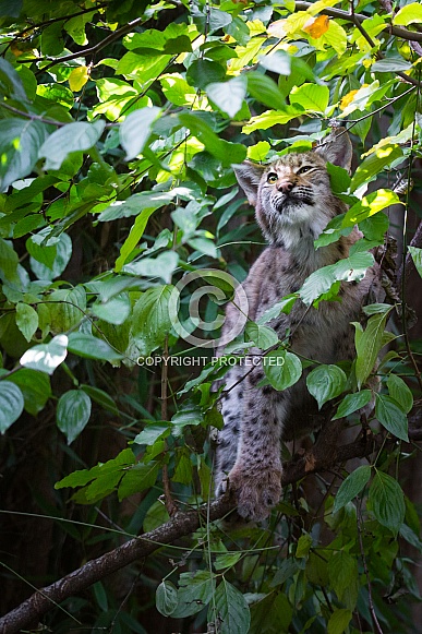 Lynx in tree