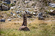 Baby giraffe laying down