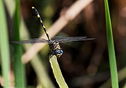 Common Tigertail