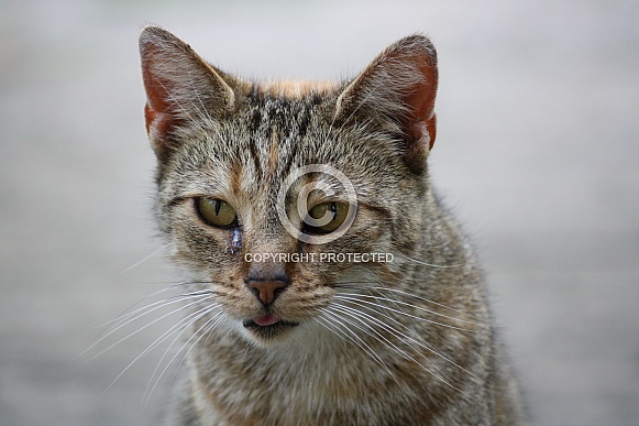 Domestic shorthair cat