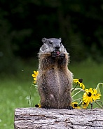 Woodchuck (Young)