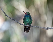 Broad-billed Hummingbird (Male)