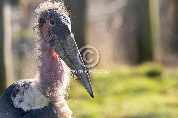 Marabou Stork Close Up