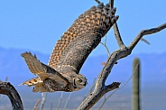 Great Horned Owl in Flight