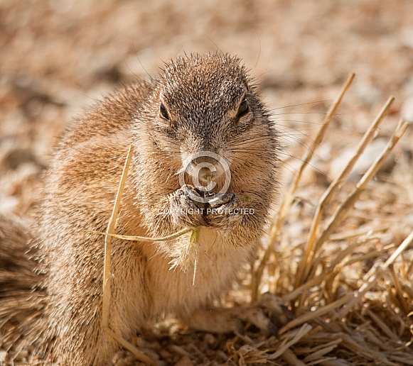 Ground Squirrel feeding