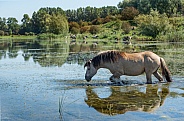Swimming horse