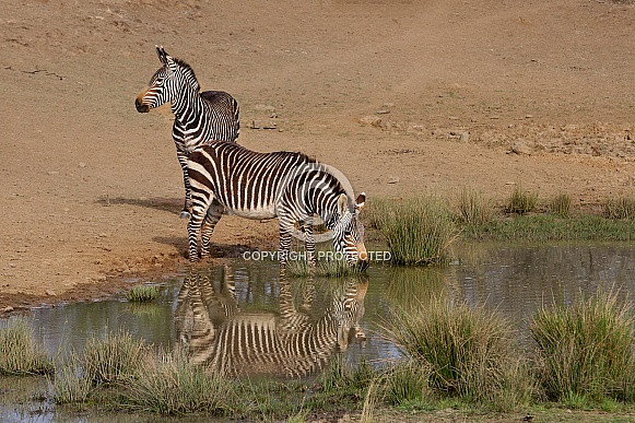 Mountain Zebra Drinking Water