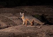 Urocyon cinereoargenteus, grey fox