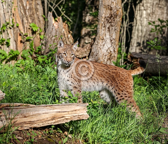 Bobcat in spring