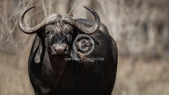 Buffalo in the dry nature habitat