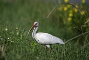 White Ibis looking for food in the grass