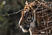 Sumatran Tiger Side Profile Behind Twigs