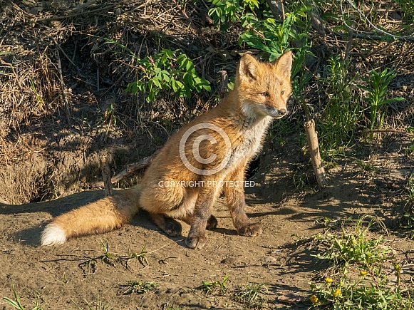 Red Fox Kit Strikes a Pose by the Den