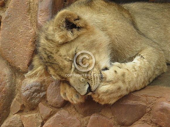 Baby lion cub