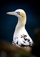 Northern gannet