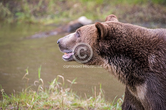 Grizzly Bear - Male