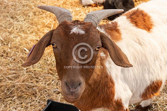 Goat Close Up Head Shot