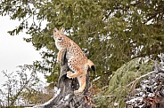 Siberian Lynx (Juvenile)