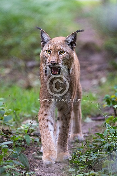 Lynx walking towards me