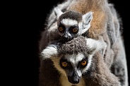 Mum and Baby ring tailed lemur's