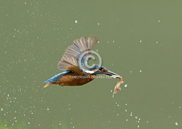 Common Kingfisher Flying with Fish