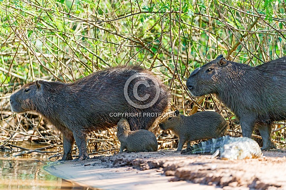 Capybara Family (wild, South America)