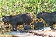 Capybara Family (wild, South America)