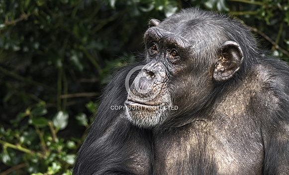 Chimpanzee Close Up Side Profile
