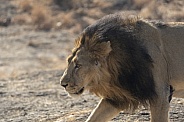 Asiatic Lion Male from Gir Sanctuary and National Park, Sasan, Gujarat, India