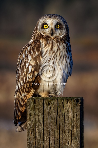 Owl—Short Eared Owl