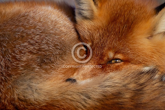 A fox on a rock