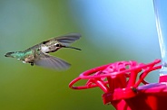 Calliope Hummingbird - Landing