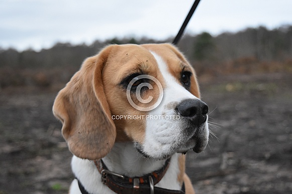 Close up Beagle