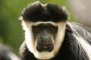 Eastern Black and White Colobus Monkey