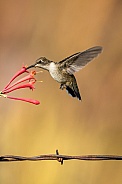 Hummingbird Feeding & Barb Wire