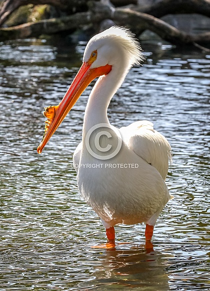 American White Pelican in water close up