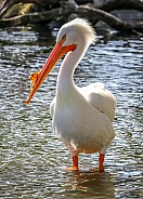 American White Pelican in water close up