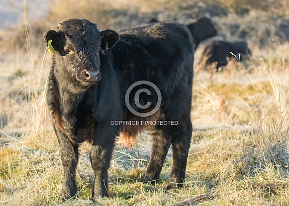 Aberdeen Angus Cow