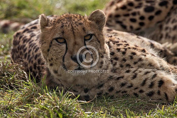 Cheetah Lying Down Looking At Camera