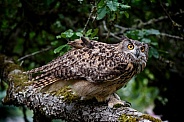 Eurasian Eagle Owl--Forest Eurasian Eagle Owl