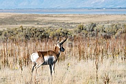 Wild Male Antelope