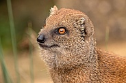 Yellow Mongoose Close Up Face Shot
