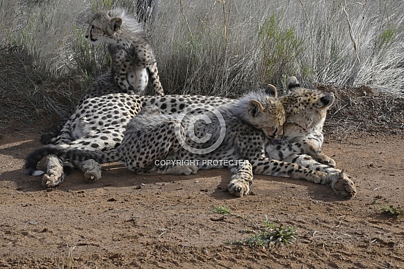 Cheetah Mother with 4-Month-Old Cubs